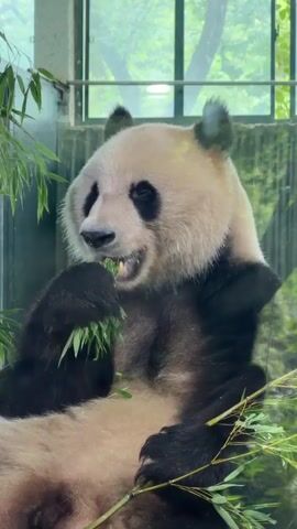 A close-up shot shows a giant panda sitting in an enclosure, eating bamboo. The panda is black and white, with distinctive black patches around its eyes. It holds a stalk of bamboo in its paws and chews on the leaves. The enclosure appears to be made of glass and metal, with greenery visible outside. The lighting is natural, suggesting it is daytime.