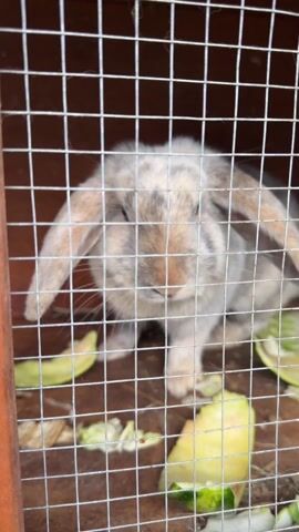 A close-up video shows a gray and tan lop-eared rabbit in a wire cage. The rabbit is surrounded by pieces of a light green vegetable, possibly squash or zucchini. The rabbit's face is in focus, showing its dark eye, whiskers, and nose. The cage is set against a dark brown wooden background. The rabbit turns its head.