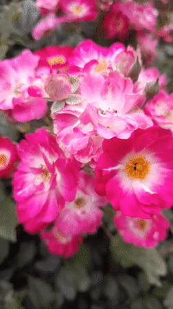 Dog walk and roses in a Krakow residential neighborhood