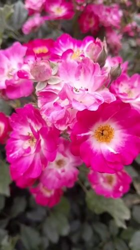 Dog walk and roses in a Krakow residential neighborhood