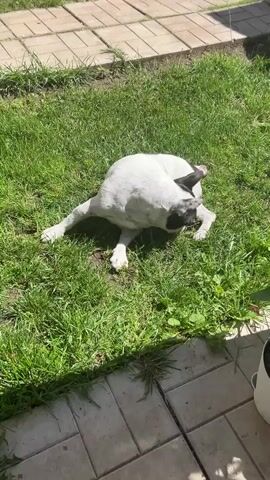 A French bulldog is lying on the grass in the sun. The dog is mostly white with black markings on its ears and back. It rolls around on its back, stretching its legs. The ground is covered in grass and paving stones.
