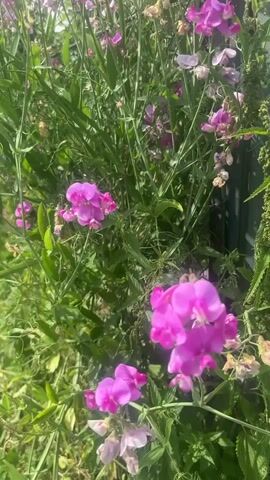 A close-up, low-angle shot focuses on a cluster of bright pink sweet pea flowers, their delicate petals vibrantly displayed against a backdrop of lush green foliage. The flowers are in various stages of bloom, with some fully open and others still forming buds. The sunlight filters through the leaves, casting a soft glow on the scene. The camera movement is minimal, allowing the viewer to appreciate the intricate details of the flowers and their natural setting. The overall impression is one of natural beauty and tranquility.