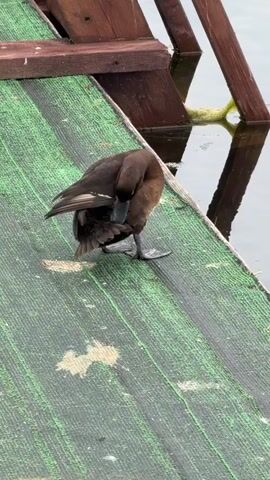 A brown duck with white patches on its wings stands on a green-and-white striped ramp that leads into the water. The duck is preening its feathers with its beak. The ramp is next to a wooden structure that appears to be part of a dock or pier. The water is calm and reflects the wooden structure.