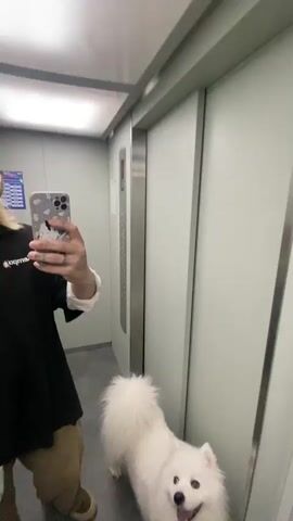 A person takes a selfie with their white dog in an elevator. The dog is panting and its tongue is hanging out. The person is wearing a black shirt and khaki pants. The elevator has gray walls and a metal door.