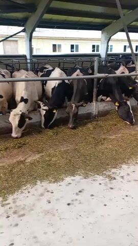 This video shows a herd of cows inside a barn, feeding on hay. The cows are predominantly black and white Holstein Friesians, with some variations in coloring. They are lined up along a feeding trough, with their heads down as they eat. The barn appears to be an open-air structure with a roof supported by white columns. The floor is concrete and appears to be speckled with dirt or feed. In the background, there is a white building with windows, suggesting the barn is part of a larger farm complex. The lighting indicates it is daytime.