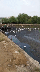 White egrets gather in Indonesian wetlands near Lhokseumawe