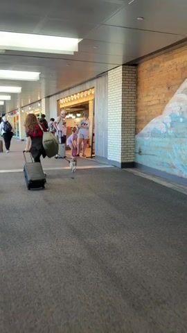 This video shows an indoor scene, likely an airport terminal or large hallway. In the foreground, a person walks with two dogs on leashes. The first dog, a black dachshund, is on the left, and the second dog, a small white and brown dog, is on the right. Behind them, another person walks with a third small dog on a leash. In the background, several other people are walking with luggage. A store or cafe with lights and a brick wall is visible on the right side of the frame. The floor is carpeted.