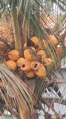 Squirrel spotted moving among coconuts on palm tree in Ubud