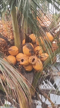 Squirrel spotted moving among coconuts on palm tree in Ubud