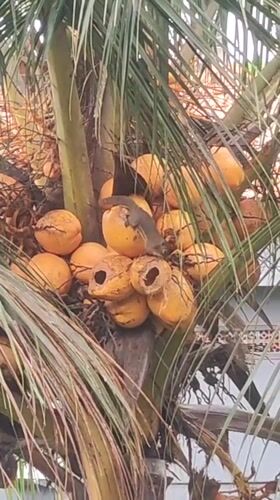 Squirrel spotted moving among coconuts on palm tree in Ubud