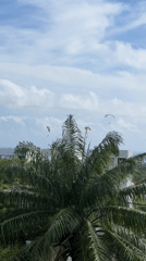 Paragliders spotted over coastal homes during morning hours