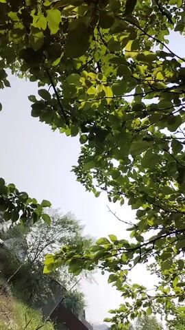 The video captures a low-angle view looking up through the branches and vibrant green leaves of a tree. The sun shines through the foliage, creating a bright lens flare that streaks across the frame. The scene is set outdoors, likely during the daytime, given the strong sunlight. The leaves are dense and suggest it's a warm season, possibly late spring or summer. There are no people or specific objects clearly identifiable in the frame, focusing entirely on the natural environment of the tree and sky. The overall impression is one of natural beauty and a peaceful outdoor setting, with the sun's rays filtering through the leaves. There is no visible text in the media file.