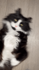Cat receives chin pets on floor in Kazan