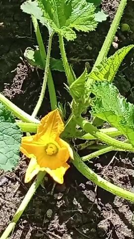 The video shows a close-up view of a yellow squash flower in a garden setting. A spider is seen on the ground near the flower. The plant has large green leaves and thick green stems. The ground appears to be dark soil. The lighting suggests it is daytime.