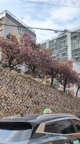 Spring morning scenes documented across urban Ulsan, South Korea