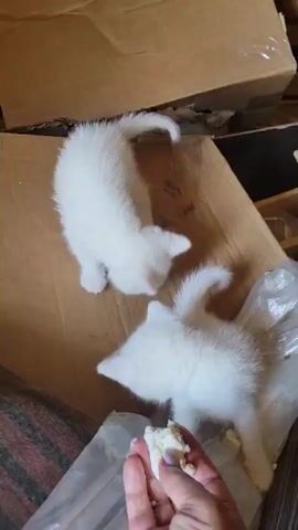 A person's hand is feeding two small white kittens. The kittens are in a cardboard box. One kitten is eating from the person's hand, and the other kitten is standing over the first kitten.