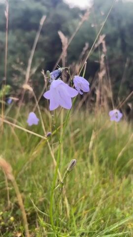 This is a close-up, shallow depth of field video of several light purple bell-shaped flowers in a grassy field. The flowers are in focus in the foreground with the background blurred out. There are blades of tall grass and other indistinct vegetation surrounding the flowers. The sky is not visible. There are no people or animals visible in the video.