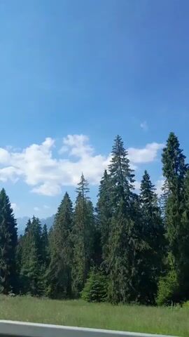 The video shows a clear blue sky with scattered white clouds above a dense forest of tall green coniferous trees. In the distance, the tops of mountains are visible, some of which appear to be snow-capped. The scene suggests a natural landscape, likely a mountainous region on a sunny day.