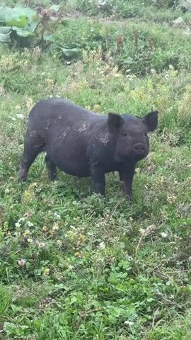 A black pig stands in a grassy field. The pig is facing the camera and then turns to the right and begins to forage in the grass. The field is covered in green grass and scattered white flowers.