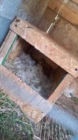 The video shows a close-up view of a wooden nesting box containing several baby rabbits. The rabbits are small and appear to be just a few days old, with their fur still short and sparse. They are nestled together in a bed of soft nesting material, likely made of hay and rabbit fur. One adult rabbit is partially visible on the right side of the frame, with its head turned away from the camera. The nesting box itself is constructed from plywood and appears to be placed outdoors, with some grass visible in the foreground. The lighting is natural, suggesting the video was taken during the daytime. The overall impression is one of a safe and cozy environment for the young rabbits.