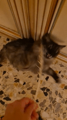 Fluffy grey cat eyes a feather on a tiled floor in Taranto