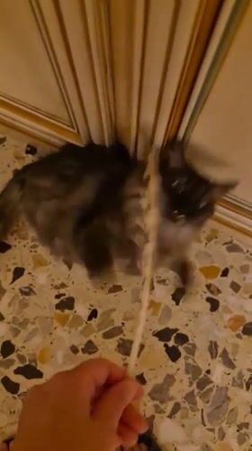 Fluffy grey cat eyes a feather on a tiled floor in Taranto