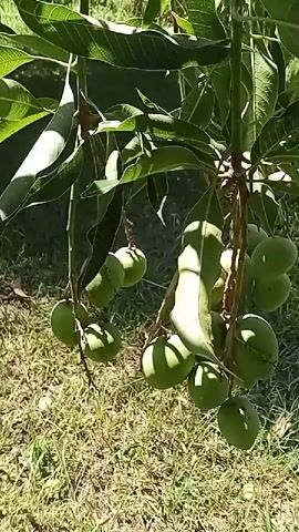 The video shows unripe mangoes hanging from a tree branch. The mangoes are green and round, and some are clustered together. The tree has large green leaves, and the background is a grassy area with some dry leaves. The lighting suggests it is daytime.