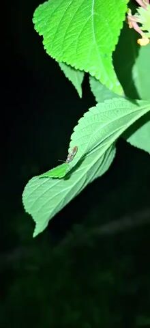 A close-up shot focuses on a dark brown and yellow insect resting on a bright green leaf. The insect has a long, segmented body and two antennae extending from its head. The leaf is veined and has a slightly serrated edge. The background is dark and out of focus, suggesting a nighttime setting or a dimly lit area. The camera slowly zooms in on the insect, providing a detailed view of its texture and markings.