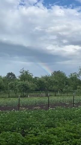A video shows a rainbow over a garden with rows of green plants and trees under a cloudy sky.
