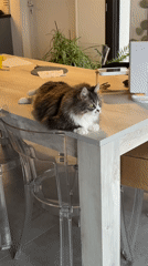 Morning coffee routine with cat in French home
