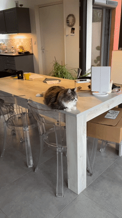 Morning coffee routine with cat in French home