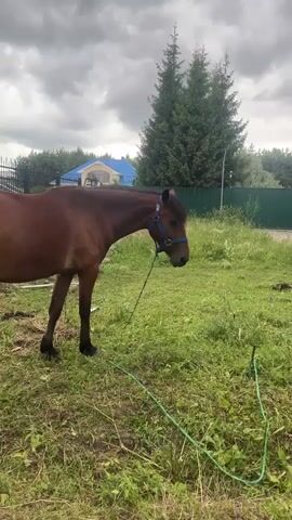 A brown horse with a blue halter stands in a grassy field. The horse is facing the camera and looking directly at it. The horse is tethered by a green rope. In the background, there are trees, a fence, and a house. The sky is overcast. The video is in slow motion.