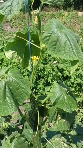 The video shows a close-up view of a cucumber plant growing outdoors in what appears to be a garden. A single cucumber is visible, hanging from a vine, and it is partially obscured by large green leaves. The cucumber is long and slender, with a green, bumpy skin. The plant is supported by a blue string that is tied to a stake. In the background, other plants and vegetation can be seen, as well as what looks like soil and some scattered debris. The lighting suggests it is daytime, possibly sunny. There are no people or animals visible in the video.