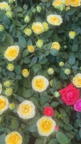 This video is a close-up, slow-motion shot of a bush full of roses. The roses are in various stages of bloom, with some fully open and others still in bud. The colors of the roses include white, yellow, pink, and red. The leaves of the bush are a deep green. The camera pans slowly across the bush, allowing the viewer to admire the beauty of the flowers.