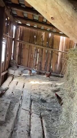 Inside a rustic wooden structure, sunlight filters through gaps in the roof, illuminating a pile of hay and a dirt floor covered with straw. Several chickens are present. In the background, near a white sack, two chickens are foraging. To the right, a brown chicken is pecking at the ground. Closer to the camera, another brown chicken is visible, facing away from the viewer. A large bale of hay is stacked on the right side of the structure. The structure itself appears to be a coop or shed, with rough-hewn wooden walls and a wooden beam ceiling. The overall impression is of a simple, rural animal enclosure.