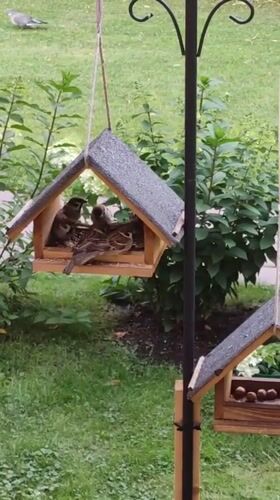 Busy backyard bird feeders in Rosinka draw sparrows and titmice
