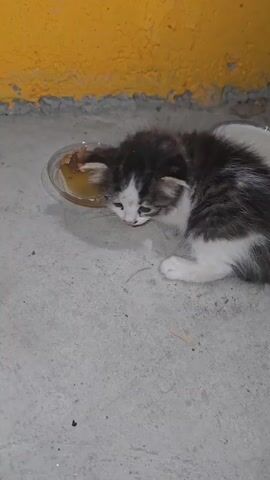 A young kitten with black, white, and gray fur is eating from a clear plastic bowl filled with wet cat food and gravy. The kitten is positioned to the right of the bowl, facing it. Its right front paw is resting on the ground, and its left front paw is bent. The kitten's face is slightly soiled with food. The bowl is on a concrete floor. In the background, there is a textured wall painted yellow, with a gray base.
