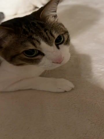 The video features two cats and a human hand in an indoor setting.

It opens with a close-up of a tabby and white cat with prominent green eyes, lying on a soft, light-colored blanket or carpet and looking directly at the camera. A human hand, with long, light-colored fingernails, enters the frame from the top right and gently pets the tabby cat's head. The cat appears to enjoy the petting, closing its eyes slightly.

The camera then pans to the left, revealing a second cat, a white cat with bright blue eyes, sitting alertly on the same light-colored surface. The human hand is still visible in the foreground, near where the tabby cat (now mostly out of frame) would be. In the blurry background, a cat tree is visible on the left, and a purple object, possibly a container, is on the right. The white cat maintains an alert posture, looking towards the camera throughout the remainder of the clip.