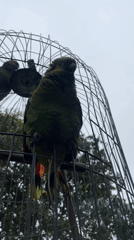 Dog and parrots share backyard playtime in residential setting