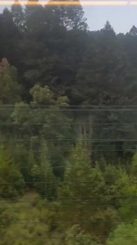 The video shows a view from a moving vehicle, likely a train, looking out at a dense forest. The trees are predominantly green, with some showing hints of autumnal color. There are power lines visible in the foreground. The camera appears to be looking up at a wooded hillside. The general impression is of a forested area being viewed in motion.