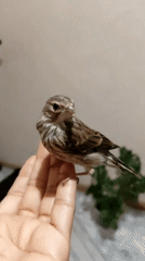 Rescued fledgling meets the household cat in Pavlodar