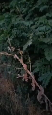 The video is a shaky, handheld recording of foliage and trees at night. The lighting is dim, with some areas illuminated by an unseen light source, possibly a flashlight. The camera pans across the scene, showing leaves, branches, and dry grass. There are no people or discernable objects in the frame. The overall impression is that of an outdoor environment at night, with limited visibility.