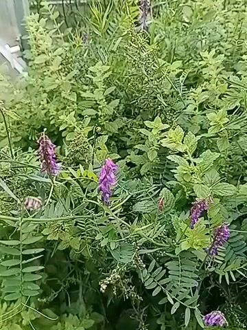 The video shows a close-up view of several purple flowers with green leaves in what appears to be a garden or natural setting. The camera is slightly shaky, suggesting it is hand-held. The flowers are clustered together on thin stems, and the leaves are compound and feathery. The background is a blur of green foliage, indicating a dense growth of plants. There are no people or animals visible in the video. The lighting suggests it is daytime.