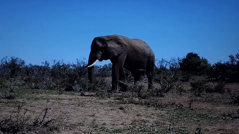 Wide mix of wildlife scenes from Kuala Pembuang, Indonesia