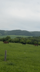 Five horses graze in field near Tashtyp, Russia