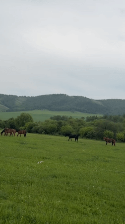 Five horses graze in field near Tashtyp, Russia