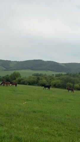 A herd of five horses grazes in a large, green field under a cloudy sky. The horses are of various colors, including brown and black. In the background, rolling hills covered in lush green trees rise against the horizon. A wooden fence post is visible in the foreground, partially obscured by tall grass. The overall scene depicts a peaceful pastoral landscape.