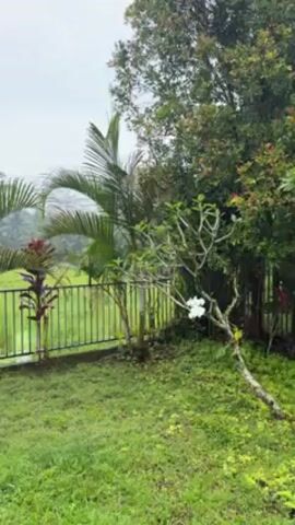 The video shows a view of a lush green lawn with several palm trees in the foreground. A metal fence separates the lawn from a rice paddy field in the background. The sky is overcast, and the overall scene suggests a tranquil, rural setting.
