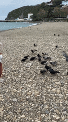 Families feed pigeons on Russian beach during cloudy morning