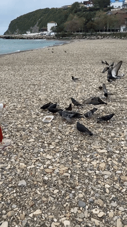 Families feed pigeons on Russian beach during cloudy morning